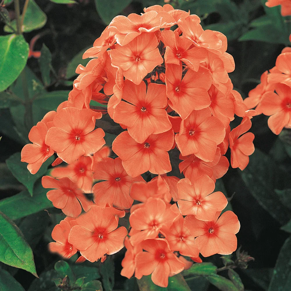 Phlox Orange Perfection - Image 2
