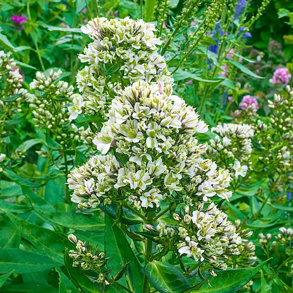Hardy Tall Phlox Pure Feelings - Image 2