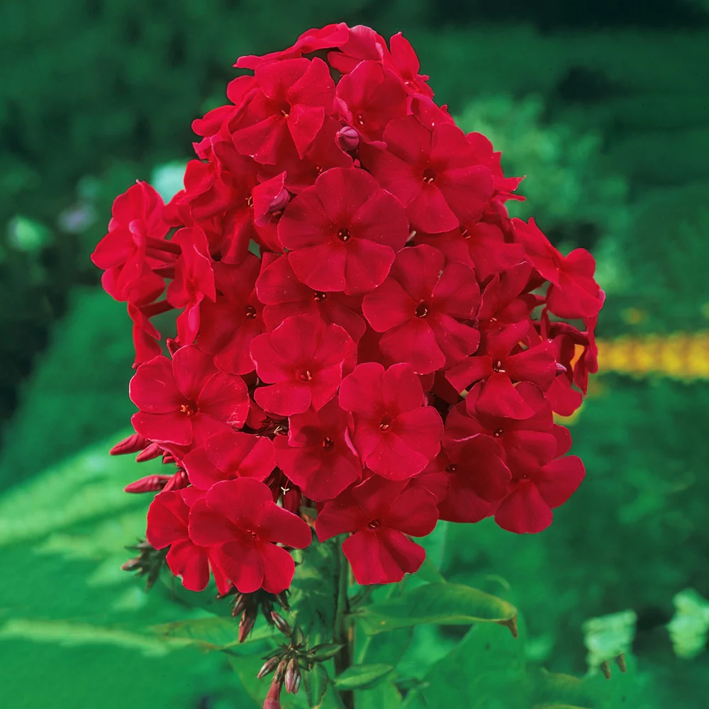 Phlox Red Riding Hood