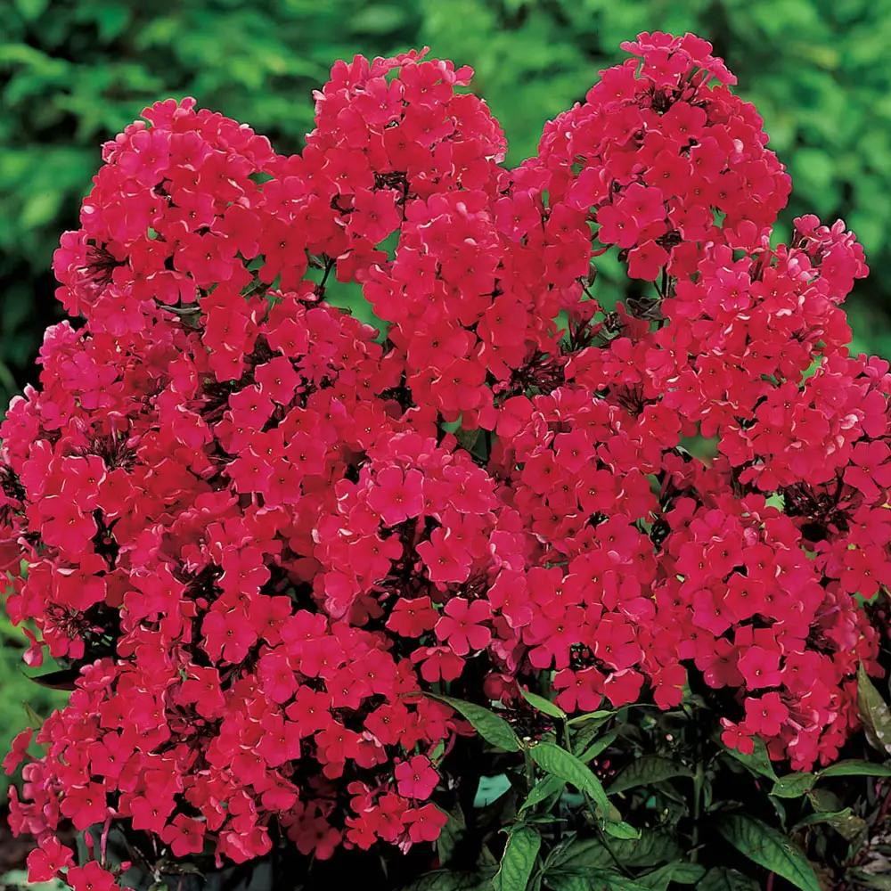 Phlox Red Riding Hood - Image 2