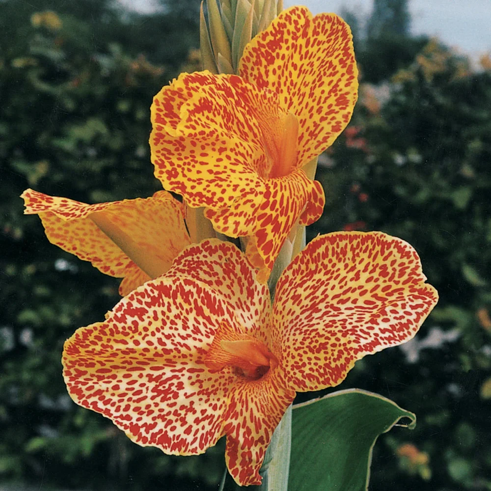 Dwarf Canna Picasso