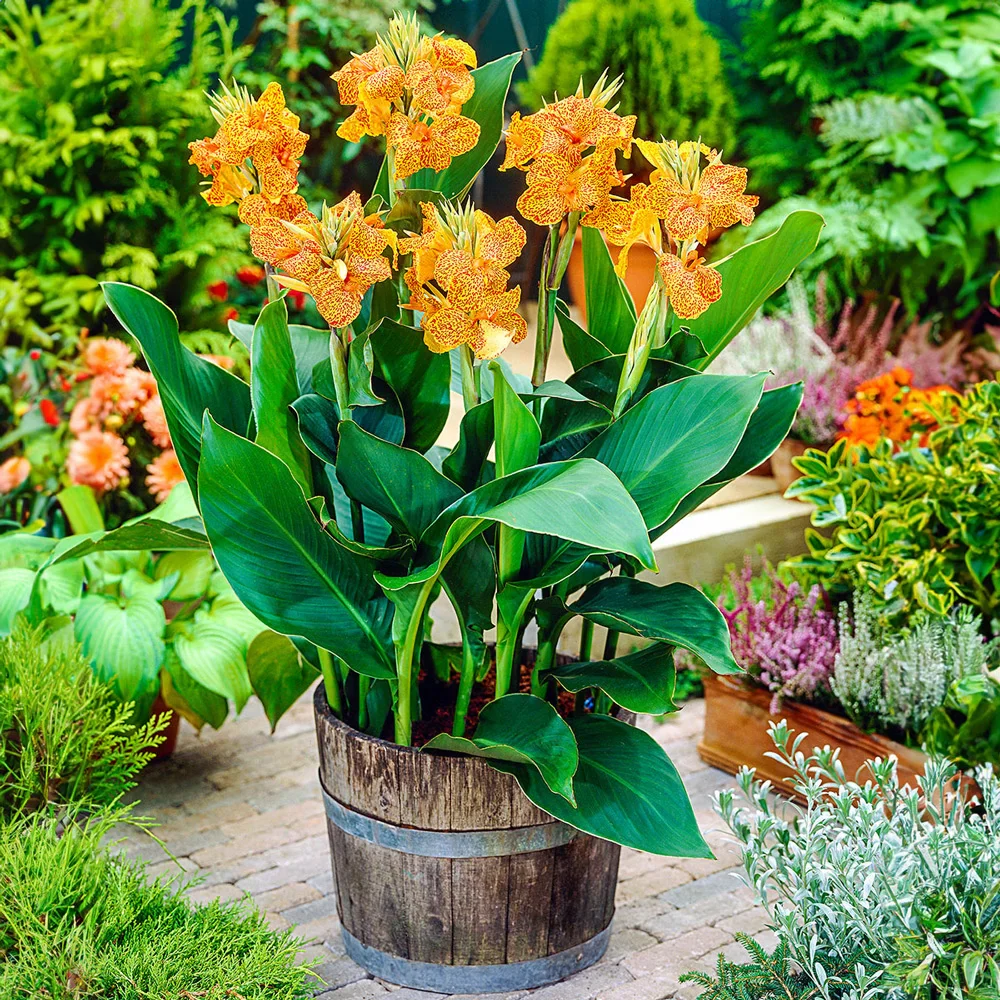 Dwarf Canna Picasso - Image 2