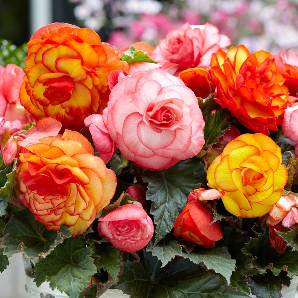Picotee Begonias Mix - Image 4
