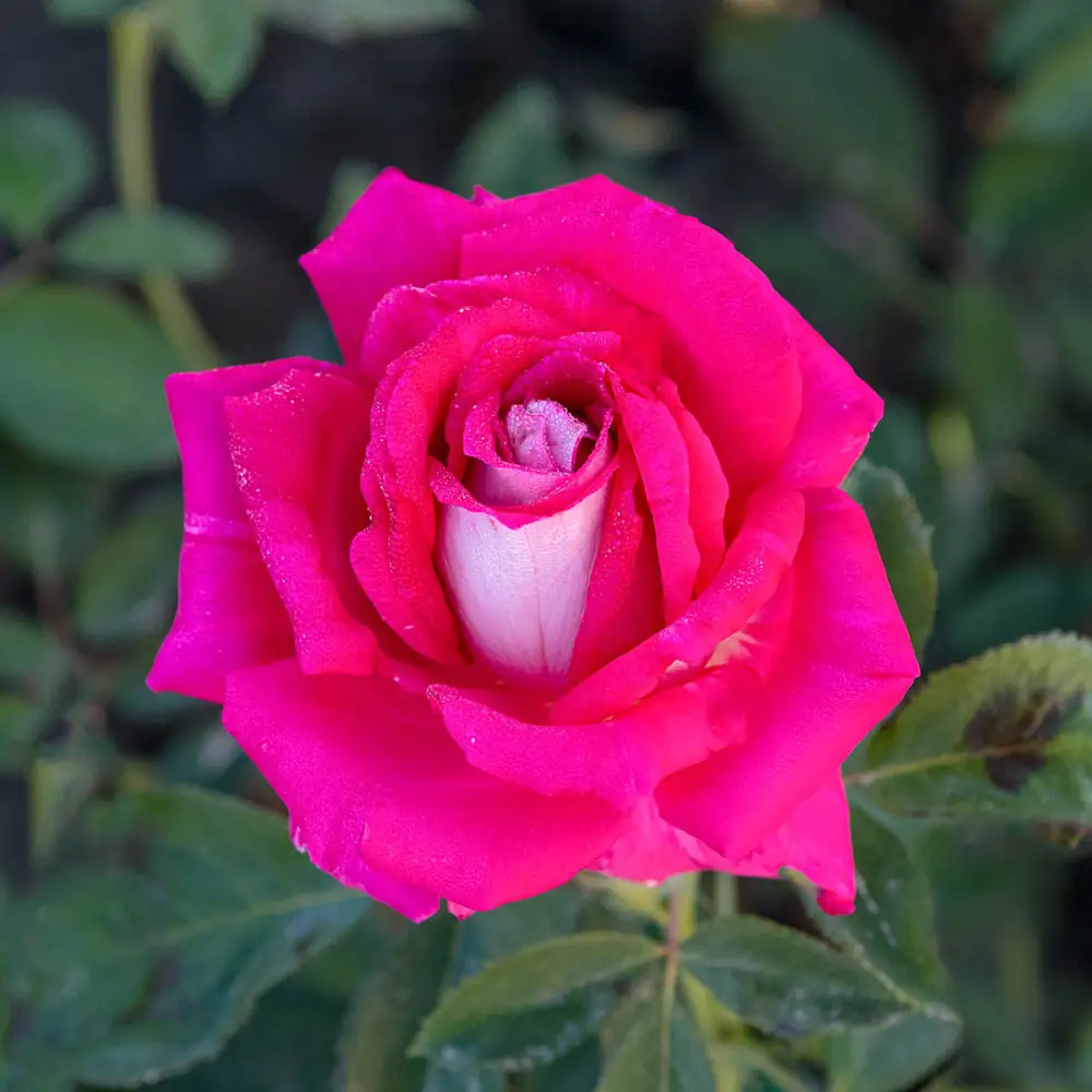Picture Perfect™ Hybrid Tea Rose