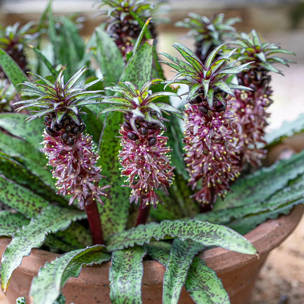 Pineapple Lily Octopussy