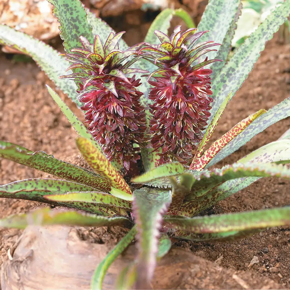 Pineapple Lily Octopussy - Image 2