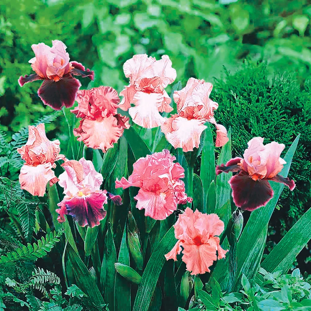 Pink German Iris Mix