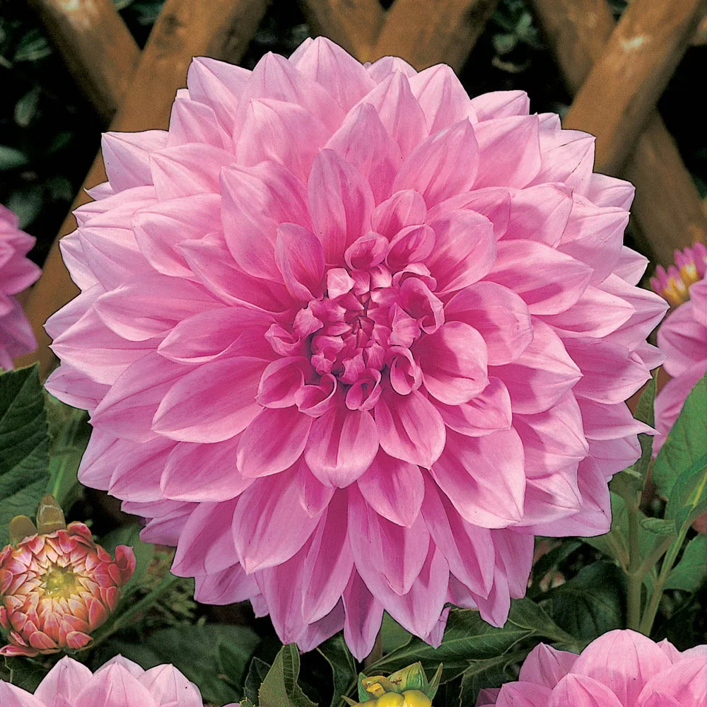Large Decorative Dahlia Lucky Number