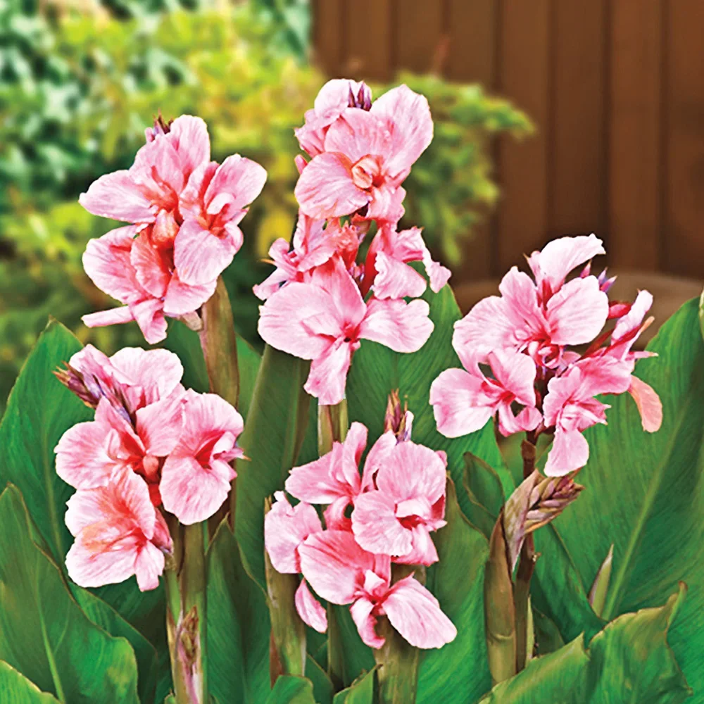 Giant Canna Pink President (Miss Oklahoma)