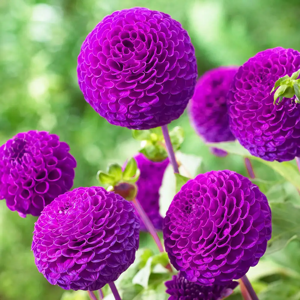 Pompon Dahlia Rocco