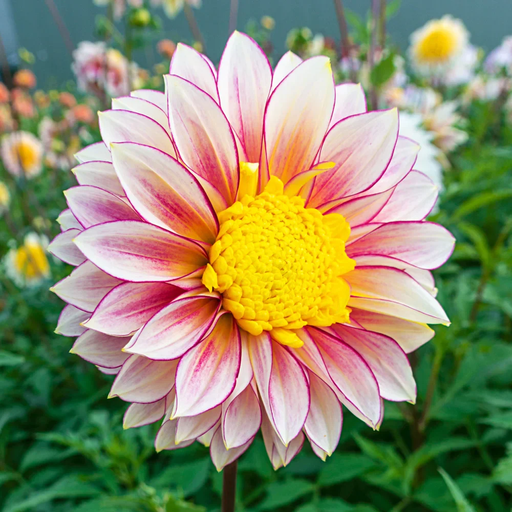 Powder-Puff Dahlia Polka