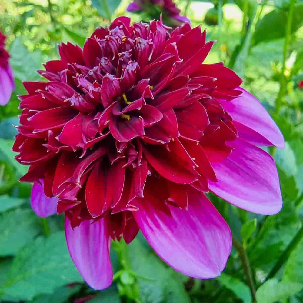 Powder-Puff Dahlia Poodle Skirt