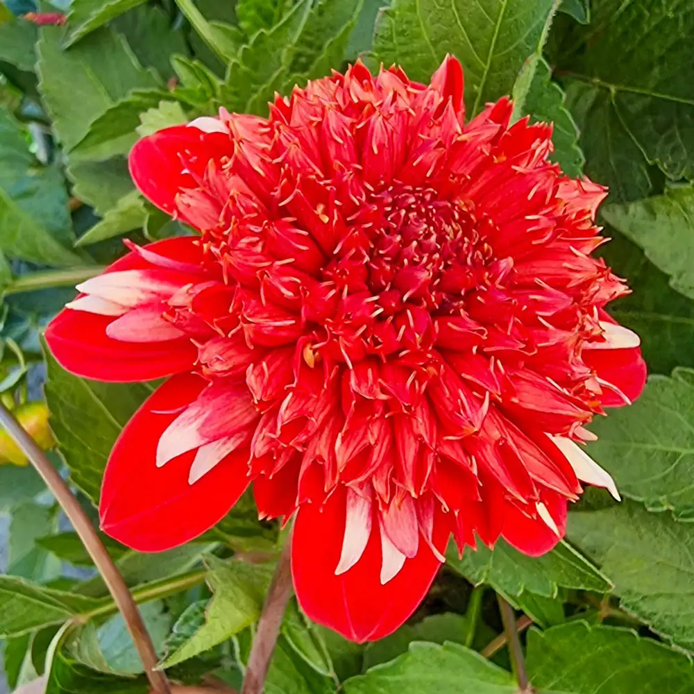 Powder-Puff Dahlia Speech - Image 2