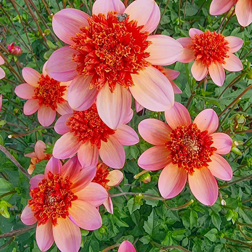 Powder-Puff Dahlia Totally Tangerine