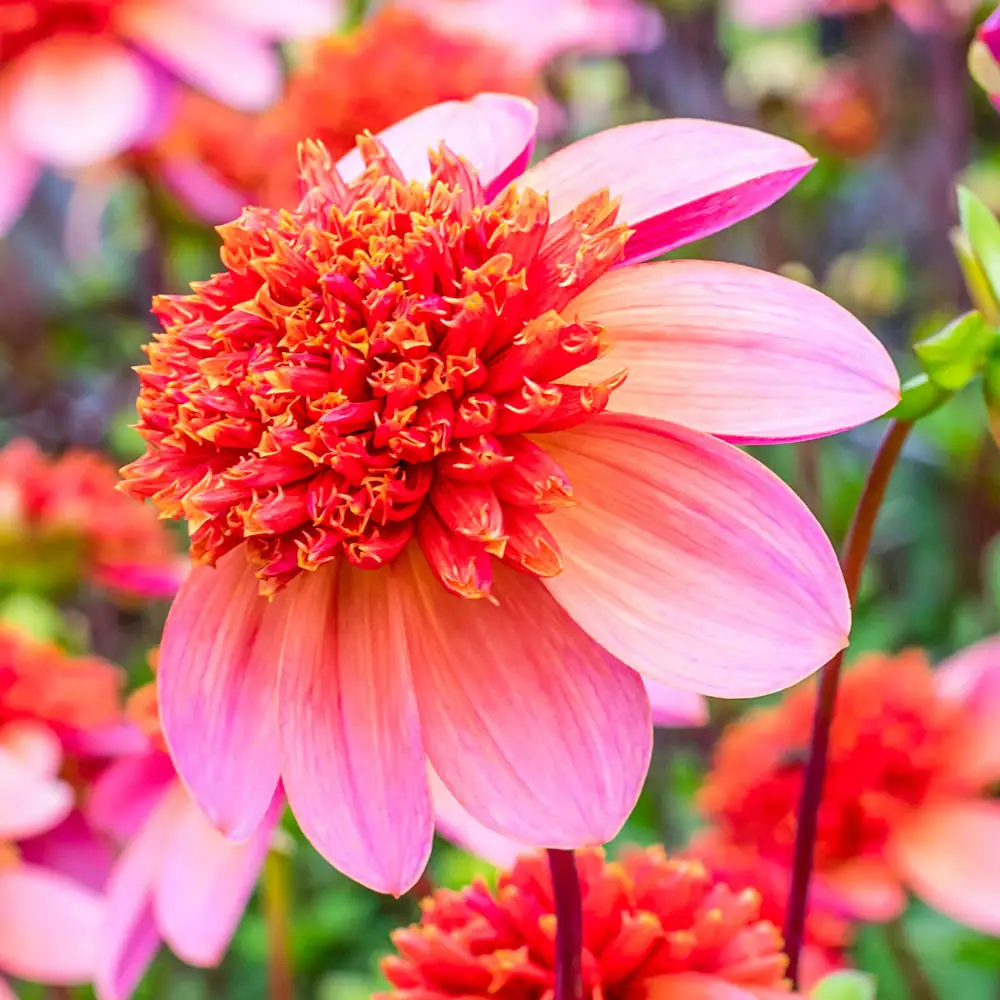 Powder-Puff Dahlia Totally Tangerine - Image 2