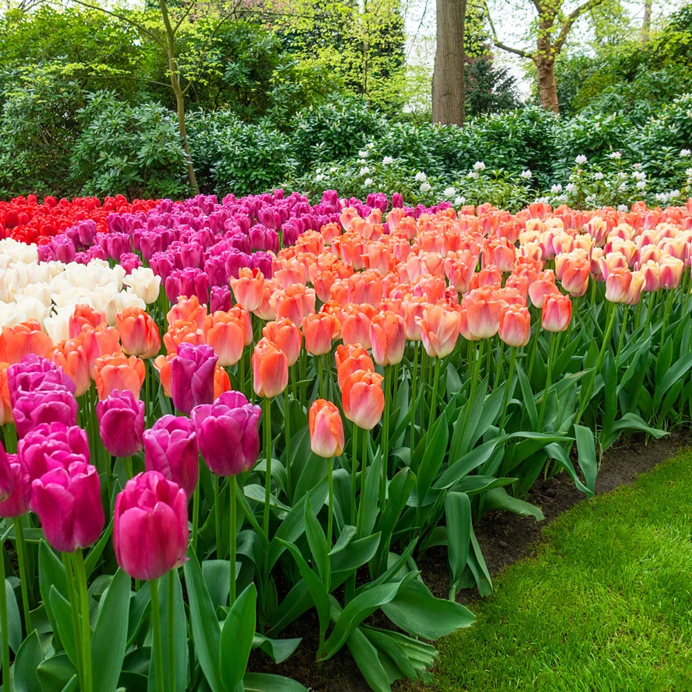 Pride Tulip Mixture
