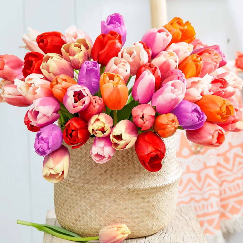Pride Tulip Mixture - Image 2