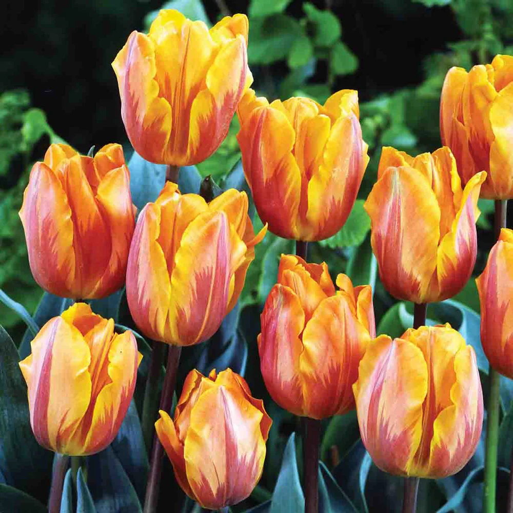 Triumph Tulip Princess Irene - Image 2