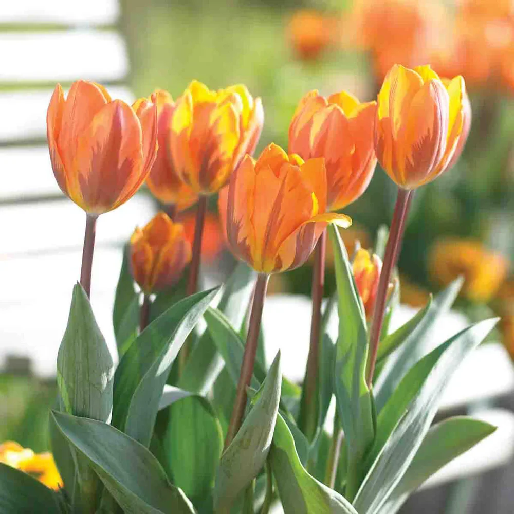 Triumph Tulip Princess Irene - Image 3