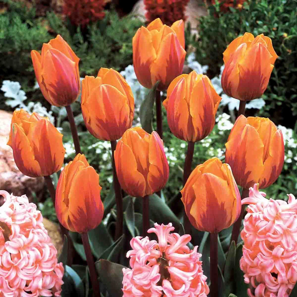 Triumph Tulip Princess Irene - Image 4
