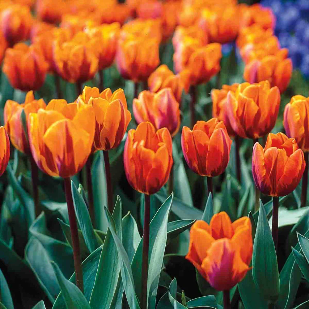Triumph Tulip Princess Irene - Image 5