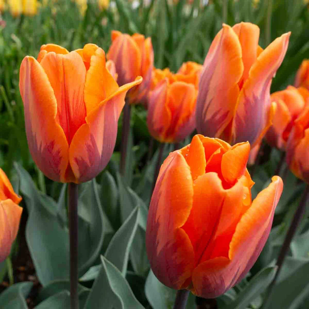 Triumph Tulip Princess Irene - Image 6