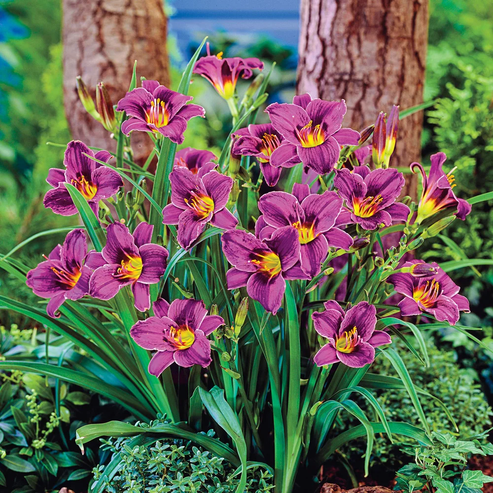 Daylily Purple d'Oro