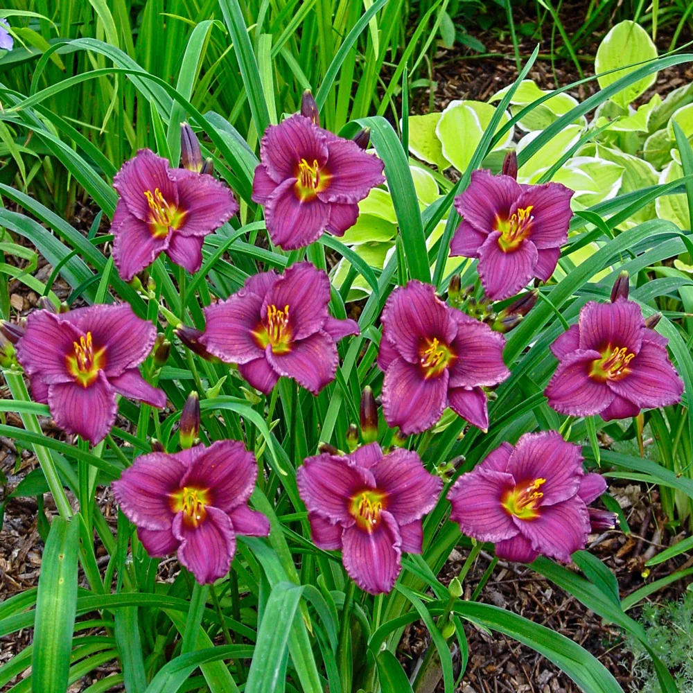 Daylily Purple d'Oro - Image 2