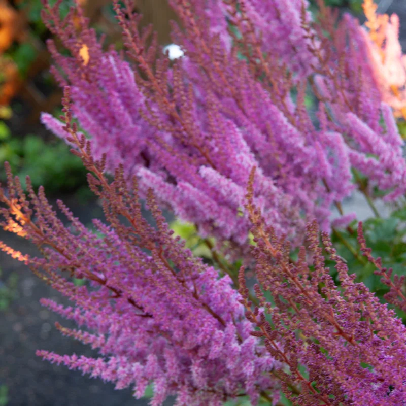 Astilbe Purple Lance
