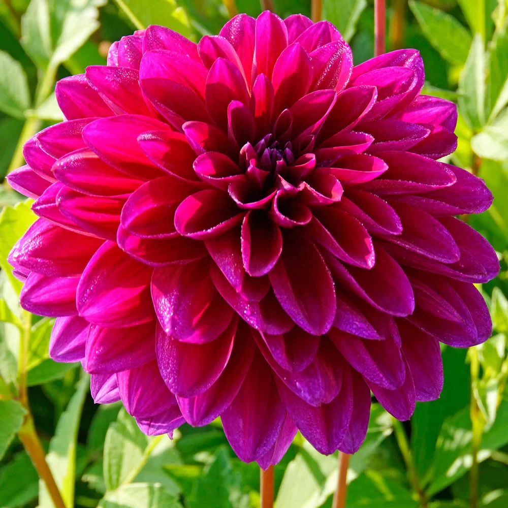 Large Decorative Dahlia Le Baron