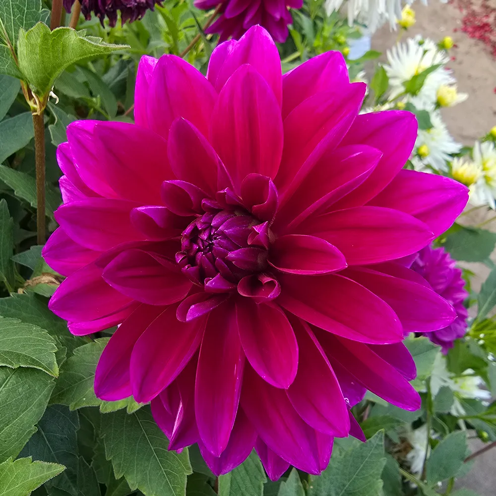 Large Decorative Dahlia Le Baron - Image 4
