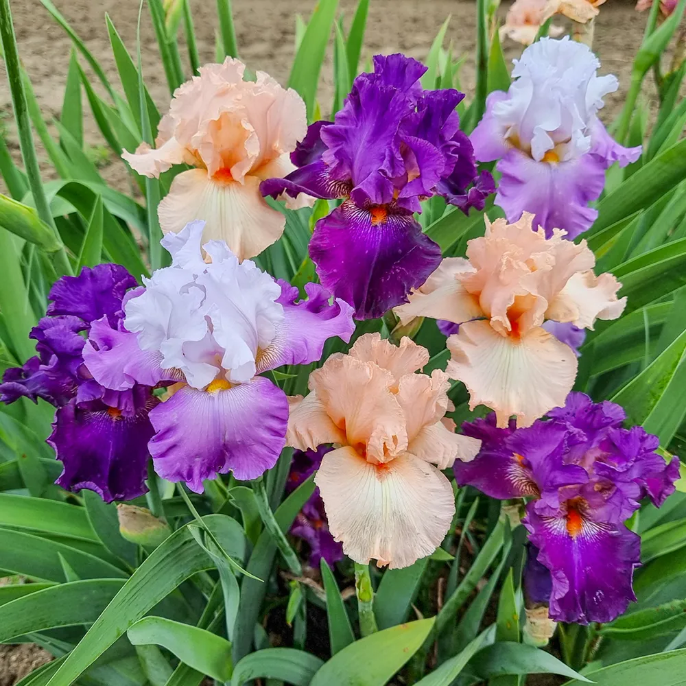 Purple & Pink German Iris Mix - Image 2