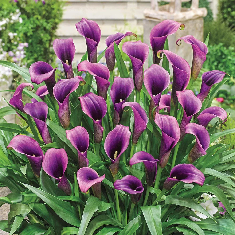 Free-Flowering Hybrid Calla Lily Purple Sensation