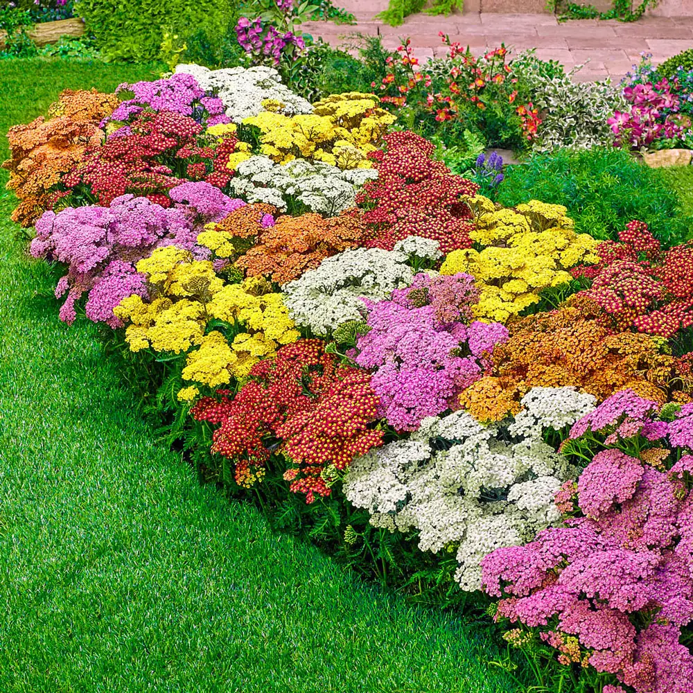 Rainbow Achillea Mix