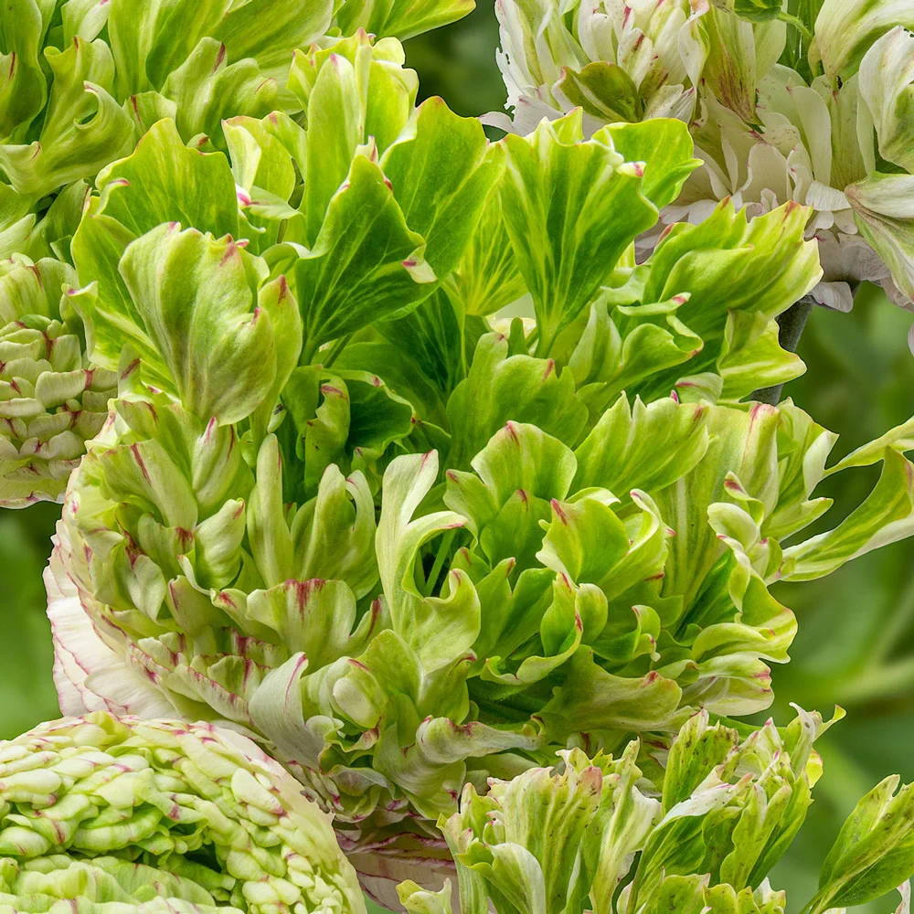 Ranunculus Crown Giverny® - Image 2