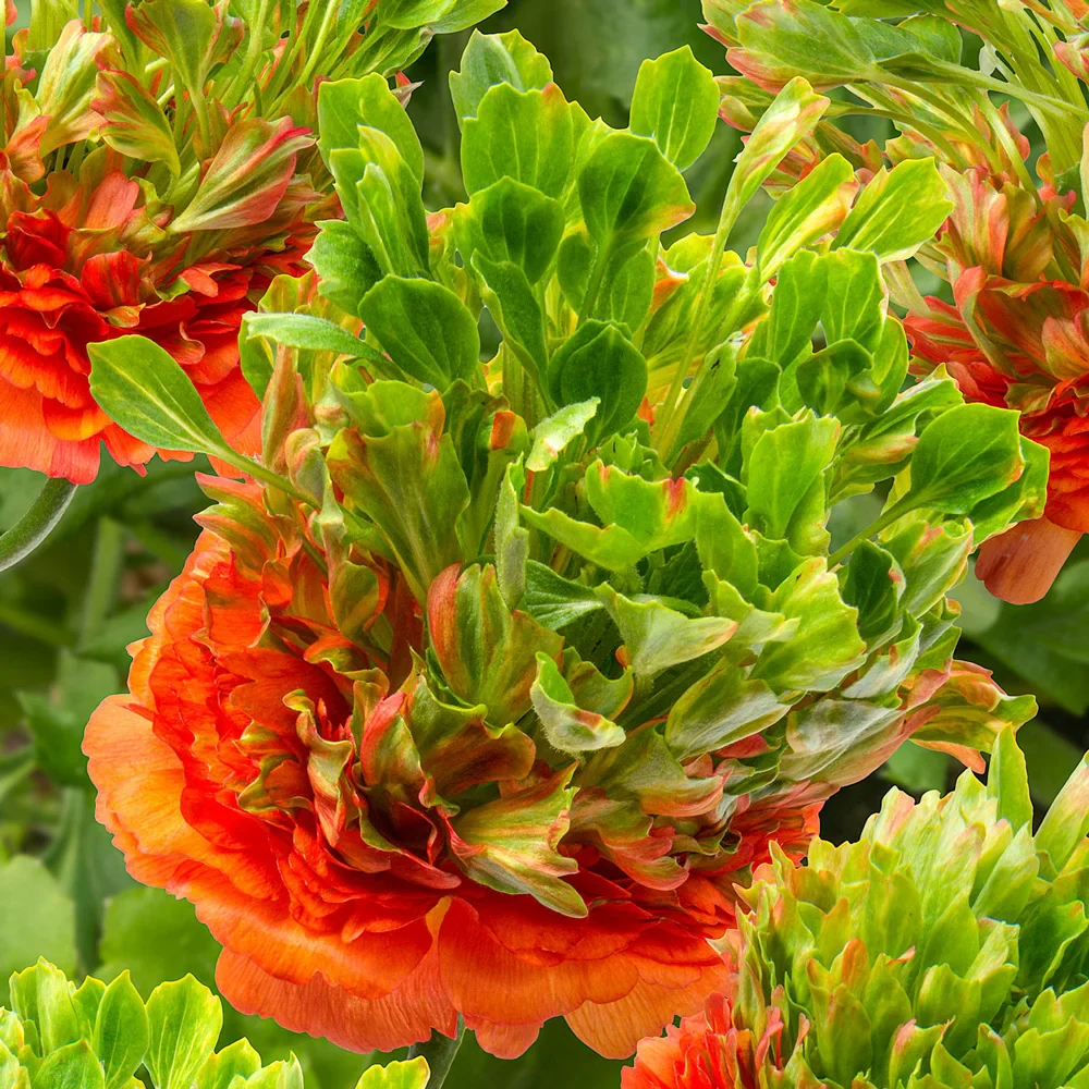 Ranunculus Crown Nervion® - Image 2