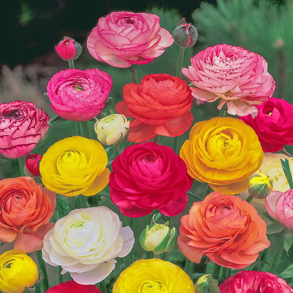 French Peony Ranunculus Mix