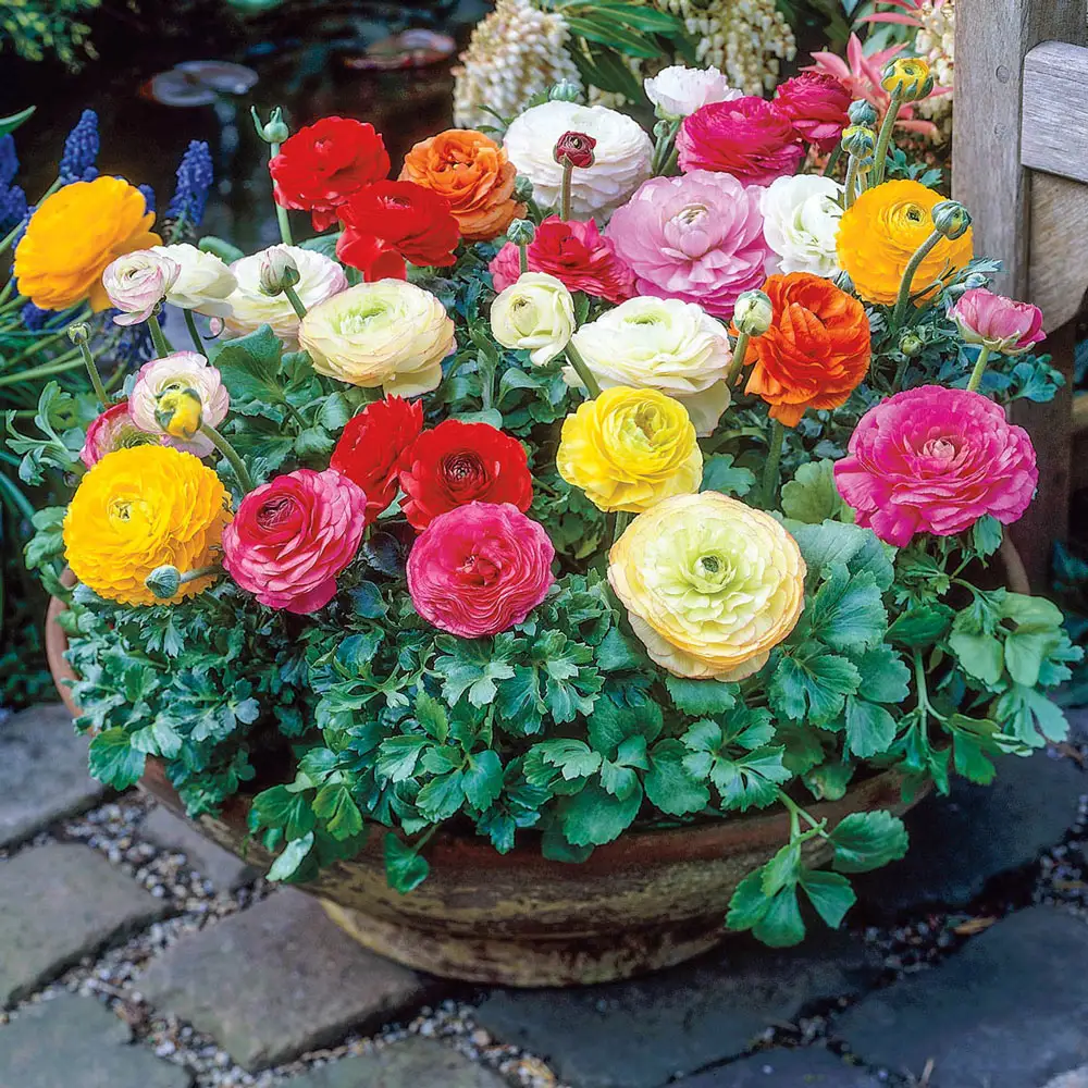 French Peony Ranunculus Mix - Image 2