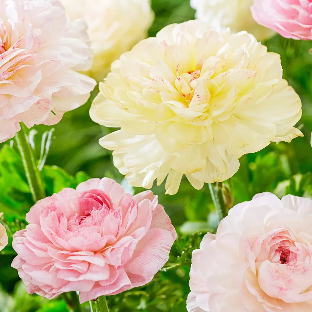 Ranunculus Pastel Mix