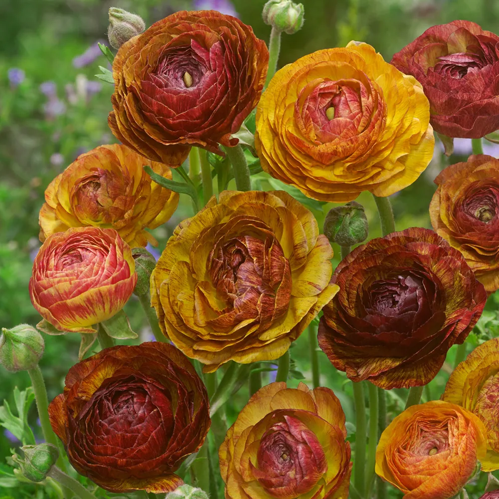 Ranunculus Picotee Café