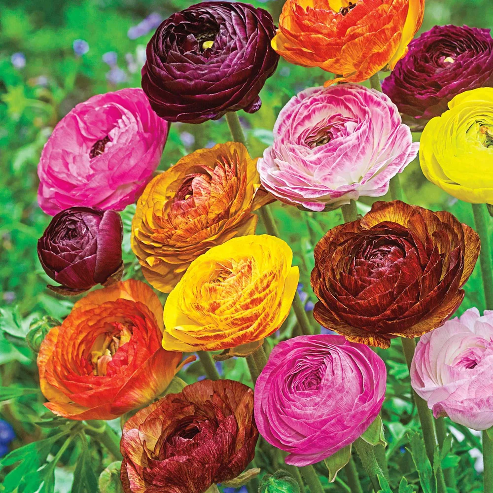 Ranunculus Picotee Mix