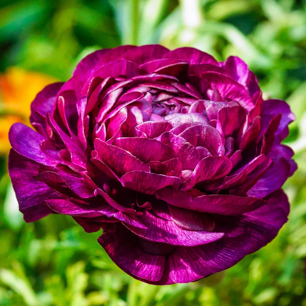 Ranunculus Purple Sensation - Image 2