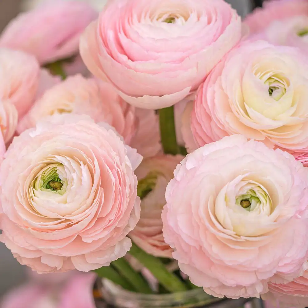 Ranunculus Tomer Pink