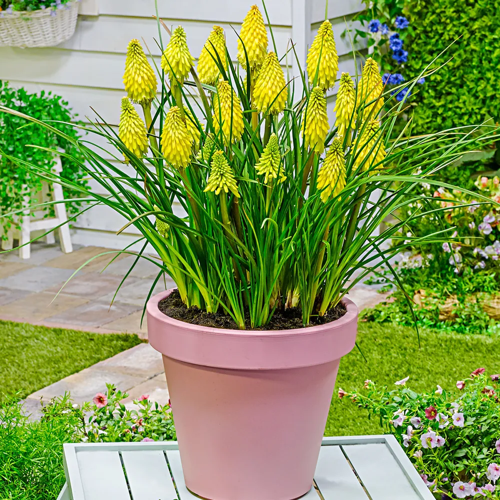 Reblooming Dwarf Kniphofia Poco Yellow