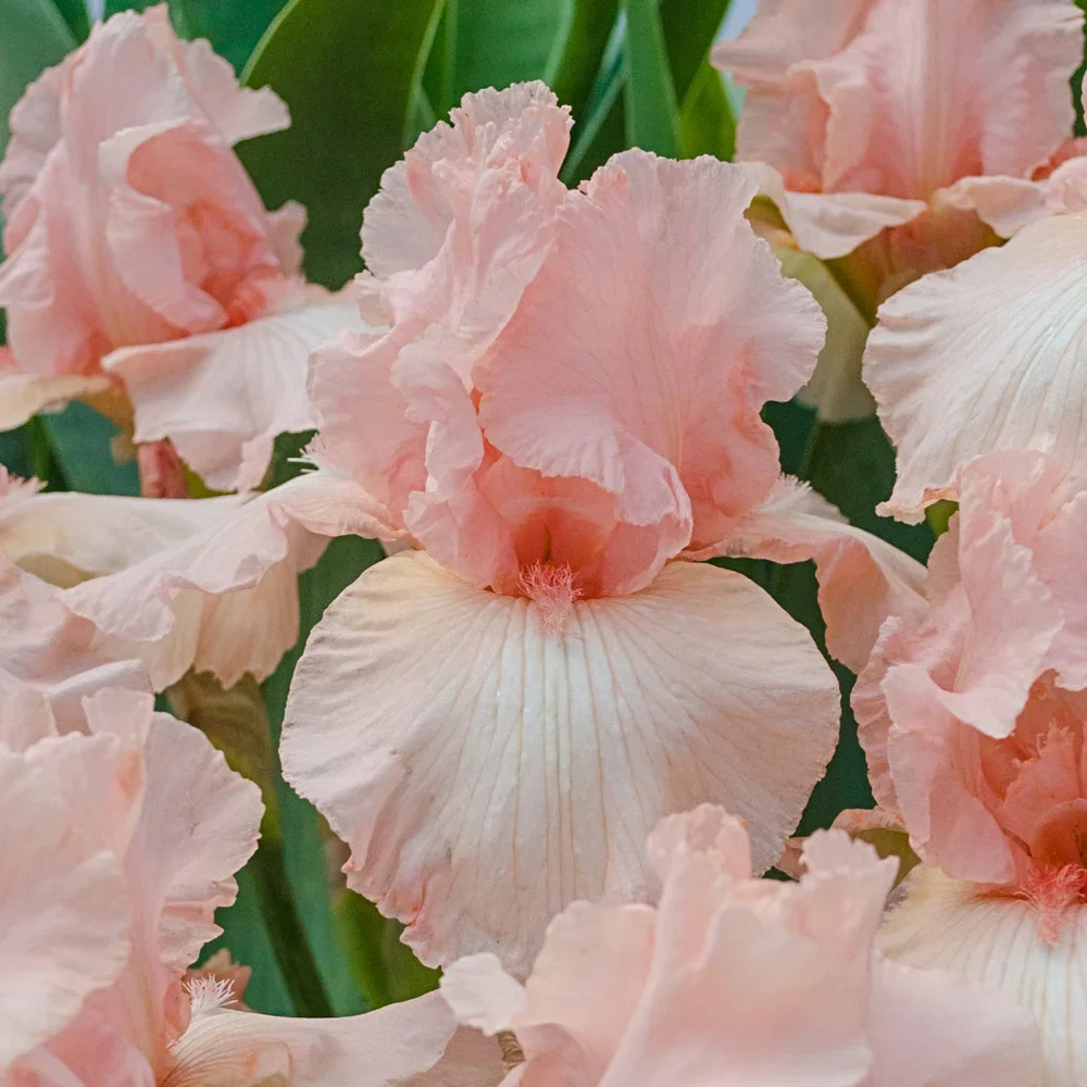 Reblooming German Iris Beverly Sills - Image 2