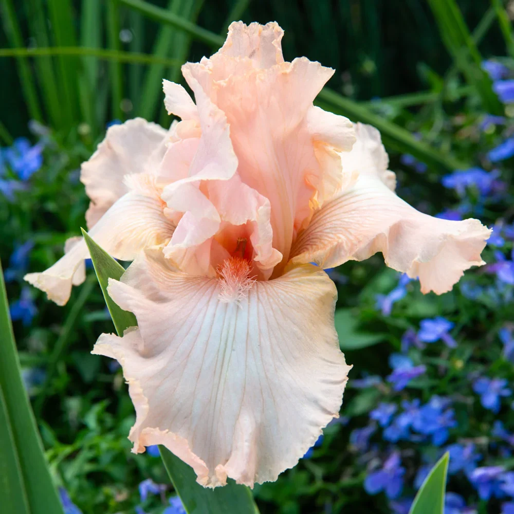 Reblooming German Iris Beverly Sills - Image 3