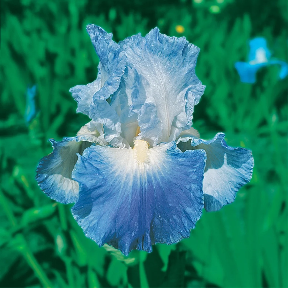Reblooming German Iris Clarence