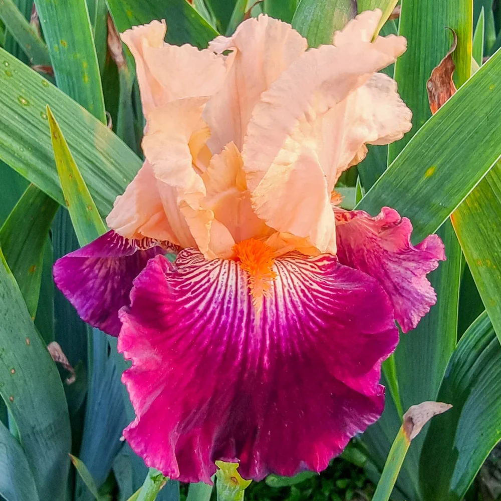 Reblooming German Iris Dark Before Dawn
