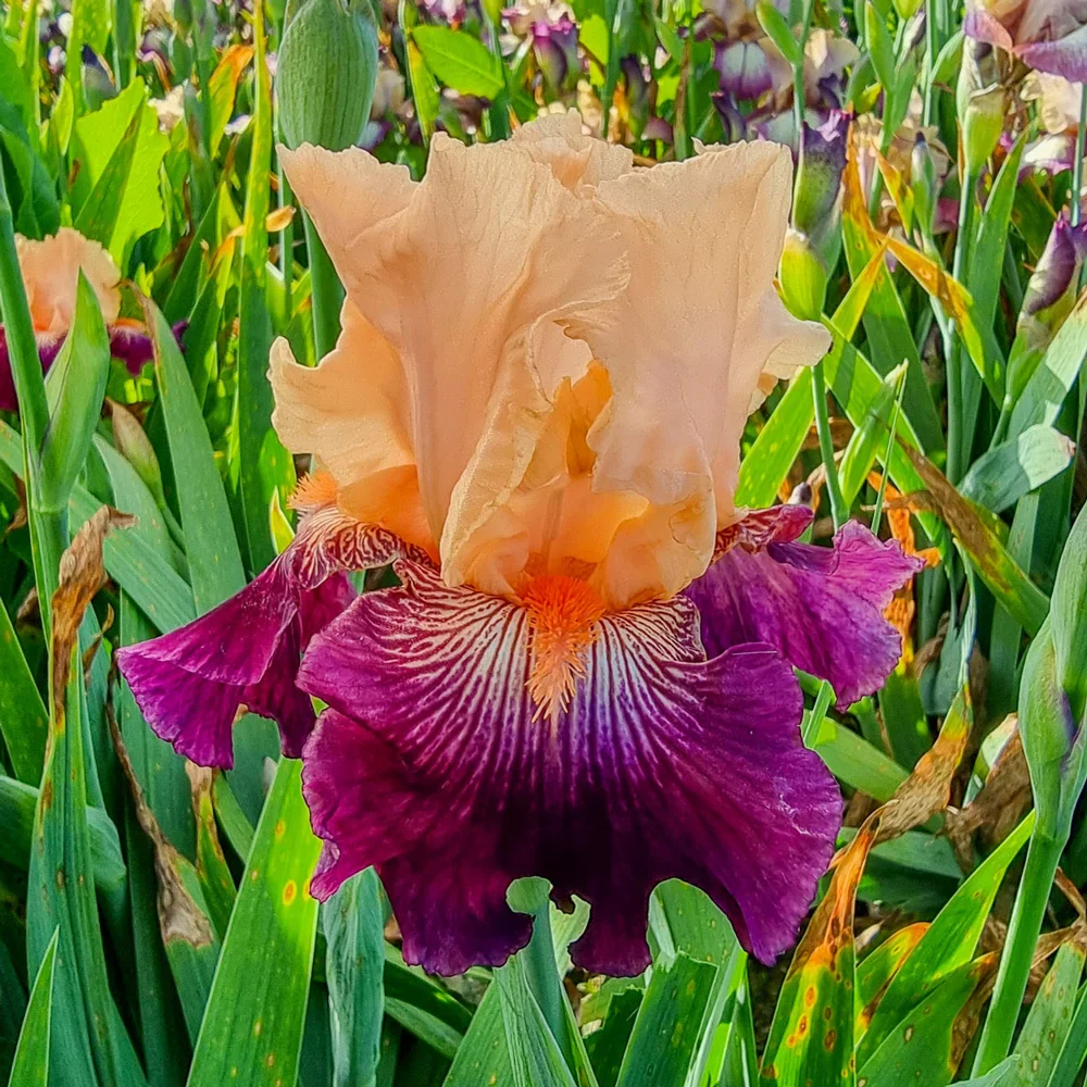 Reblooming German Iris Dark Before Dawn - Image 2