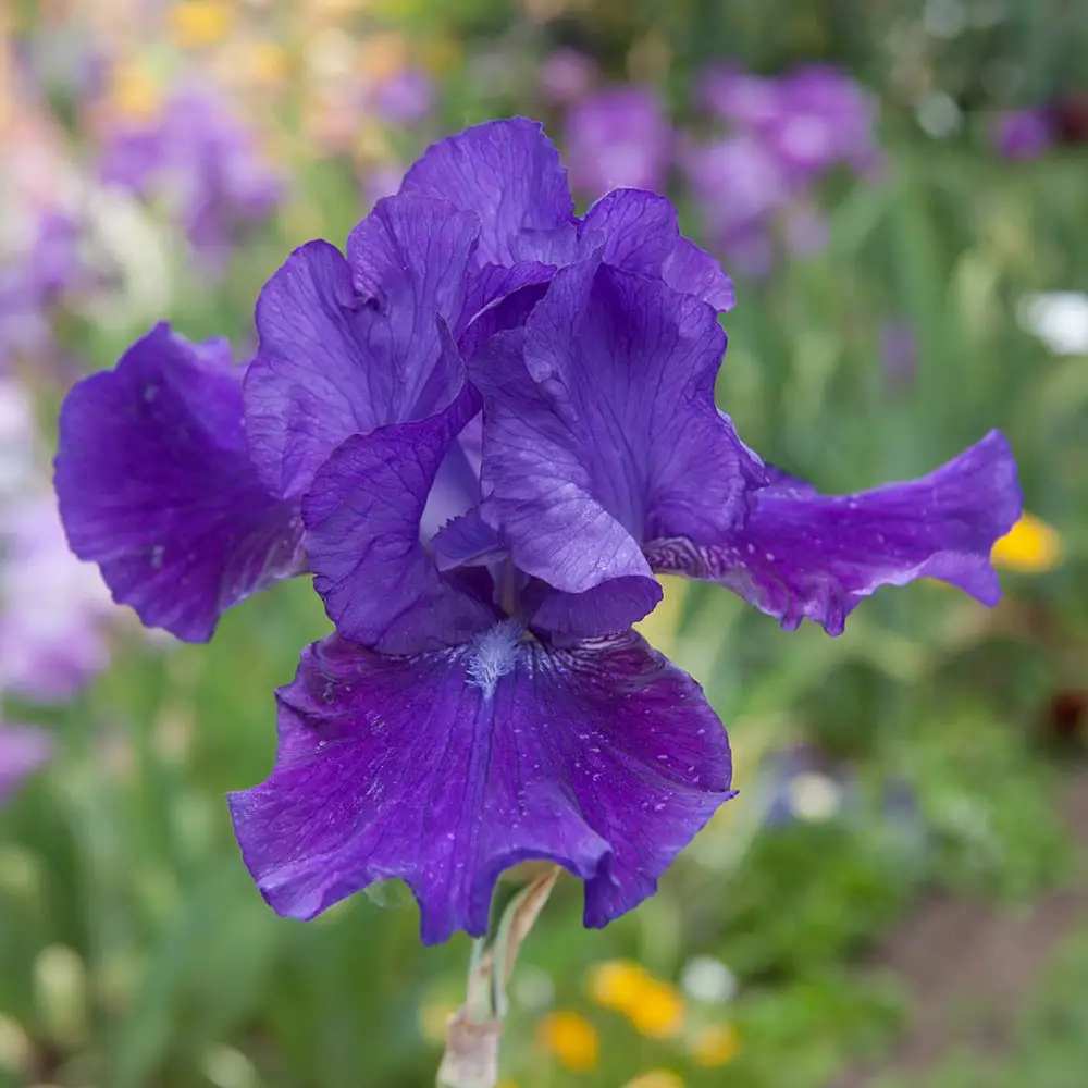 Reblooming German Iris Dashing